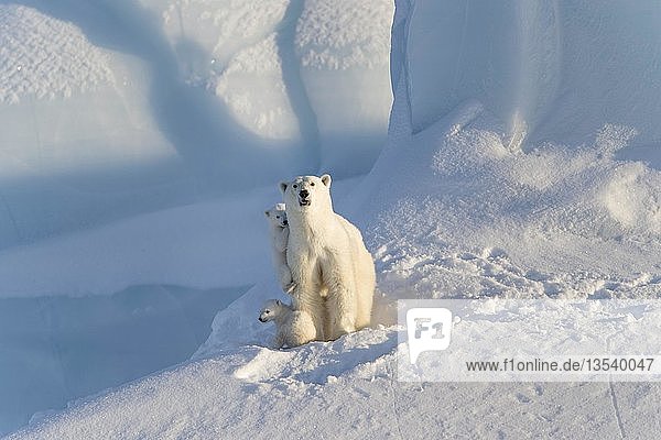 Eisbären (Ursus maritimus)  Muttertier und zwei Jungtiere  drei Monate alt  sitzend auf einem Eisberg  Unorganized Baffin  Baffin Island  Nunavut  Kanada  Nordamerika