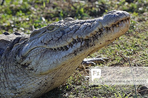 Nilkrokodil (Crocodylus niloticus) beim Sonnenbad am Flussufer  Sunset Dam  Kruger National Park  Mpumalanga  Südafrika  Afrika