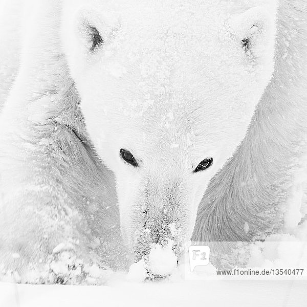 Eisbär (Ursus maritimus)  Männchen riecht den Schnee  Nahaufnahme  West Hudson Bay  Churchill  Manitoba  Kanada  Nordamerika