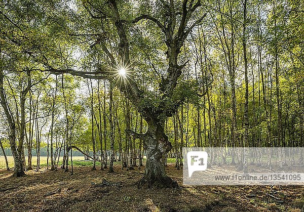Birkenwald mit knorrigen alten Birken (Betula)  die Sonne scheint durch das Laub  Harzvorland  Sachsen-Anhalt  Deutschland  Europa