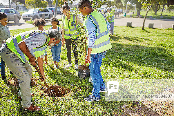 Freiwillige pflanzen Bäume im sonnigen Park