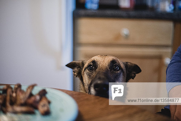 Eifriger Hund beobachtet das Essen auf dem Teller