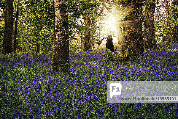 Woman walking in idyllic spring woods with purple wildflowers  Kerry  Ireland