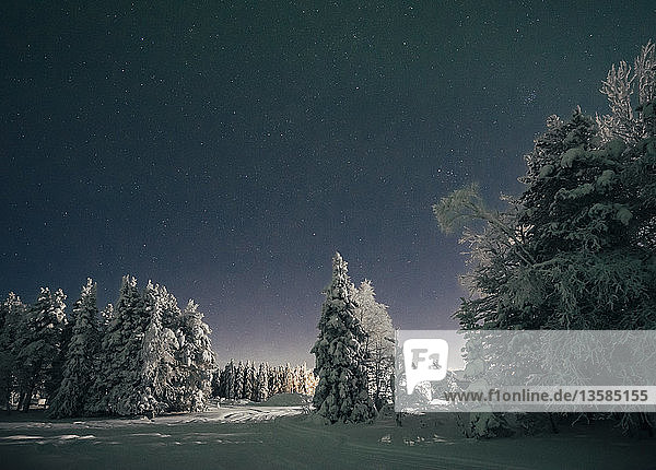 Sternenklarer Nachthimmel über idyllisch verschneiten Bäumen  Schweden