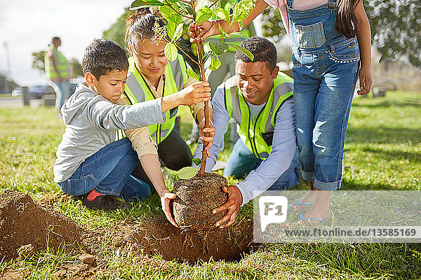 Freiwillige Familie pflanzt Baum in sonnigem Park