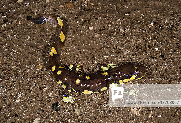 Male California Tiger Salamander (Amblystoma californiense),  near Santa Maria,  Santa Barbara County,  California. The salamanders live in ground squirrel burrows and only emerge in the winter rains to seek out temporary pools for mating and egg laying. This population is isolated and some consider it a separate species. The population is small and under threat from habitat loss. The salamanders and their habitat are currently protected by law.