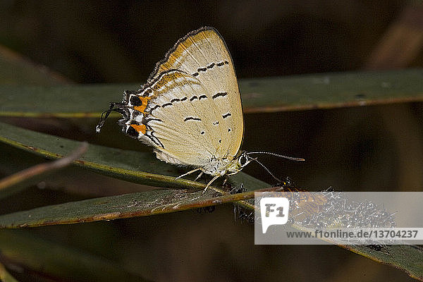 Imperial Hairstreak Butterfly (Jalmenus evagorae) adult butterfly on host plant (Acacia harpophylla) with ants tending pupa. Endangered species.