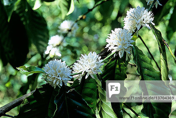 Flowering coffee tree (Coffea arabica) near Labuan Bajo,  Flores,  West Manggarai,  East Nusa Tenggara,  Indonesia.