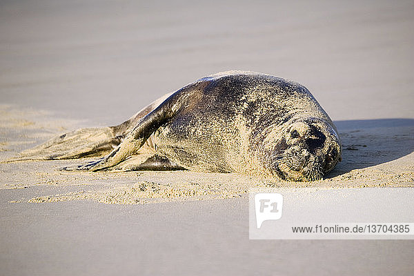 A New Zealand sea lion,  also known as Hooker's sea lion (Phocarctos hookeri),  sunbathes on the beach at Serat Bay,  the Catlins,  South Island,  New Zealand. One of the most endangered species of sea lion,  New Zealand sea lions were hunted for oil and hide until hunting was banned in 1893.