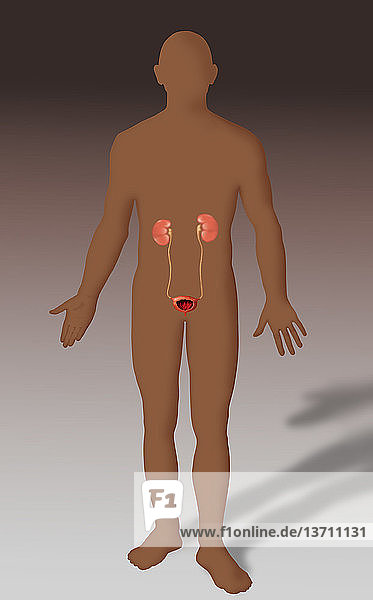 Illustration outlining a male african-american's body,  showing the anatomy of the urinary system,  including kidneys,  bladder and ureter.