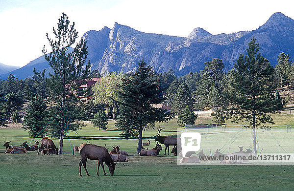 Elk herd (Cervus canadensis) relaxing on a public golf course in Estes Park,  Colorado.