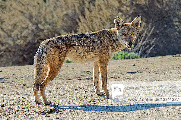 Alert coyote (Canis latrans) in the desert.