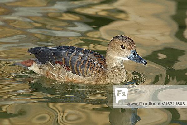 Fulvous Whistling-Duck. (Dendrocygna bicolor). Scotland Neck,  North Carolina. Native to southern North America,  South America,  Africa,  and India.