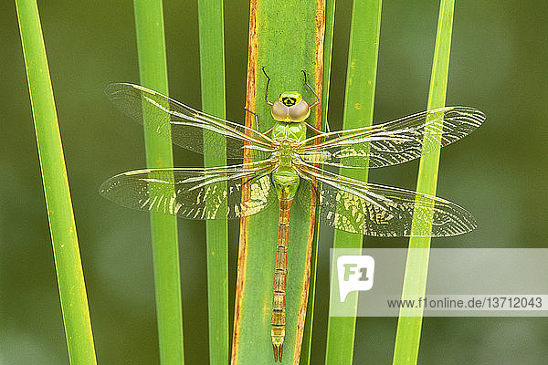 Newly-emerged green darner (Anax junius) dragonfly in Hamilton,  Ontario.