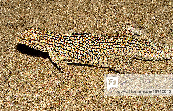 An adult Colorado Desert Fringe-toed Lizard (Uma notata) from San Diego County,  California.