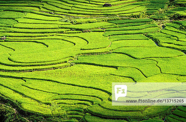 Rice fields in Sapa region