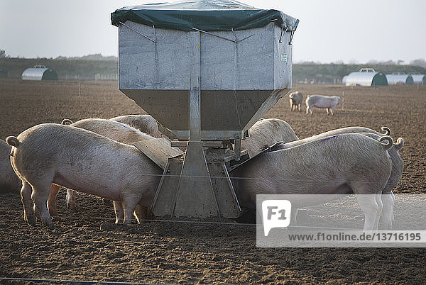 Freilandhaltung von Schweinen  Sutton Heath  Suffolk  England