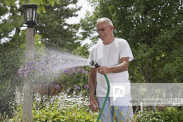 Älterer Mann beim Gießen von Viburnum-Blumen in einem Laternenpfahl-Blumenkorb