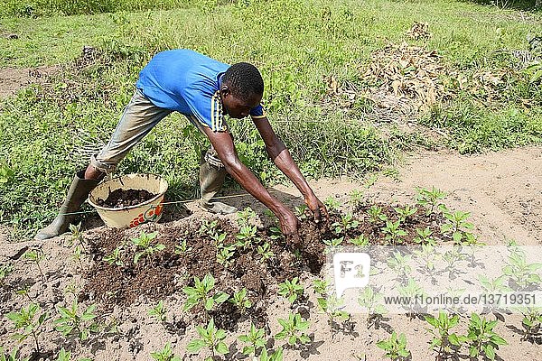Man tending a vegetable garden  Tori  Benin.