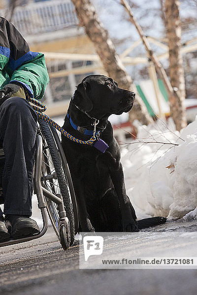 Woman with multiple sclerosis in a wheelchair with a service dog in winter
