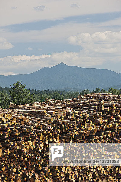 Stack of logs in a forest  Berlin  New Hampshire  USA