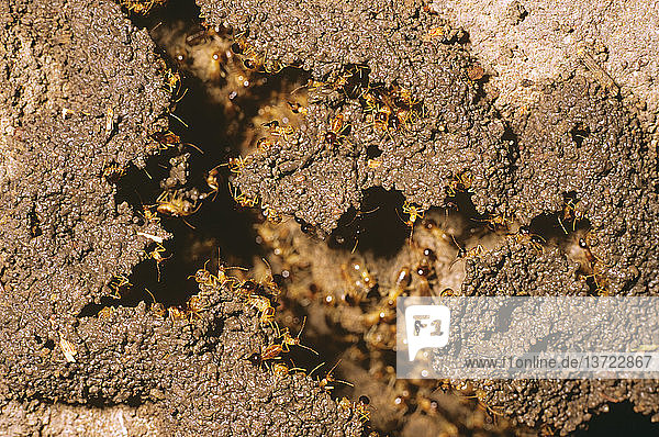 Termiten nutzen Schlamm mit Gras zur Erweiterung ihrer Behausung  Australien
