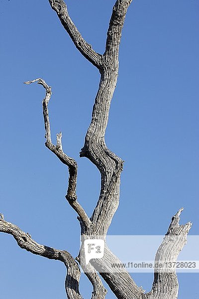 Toter Baum  Südafrika.