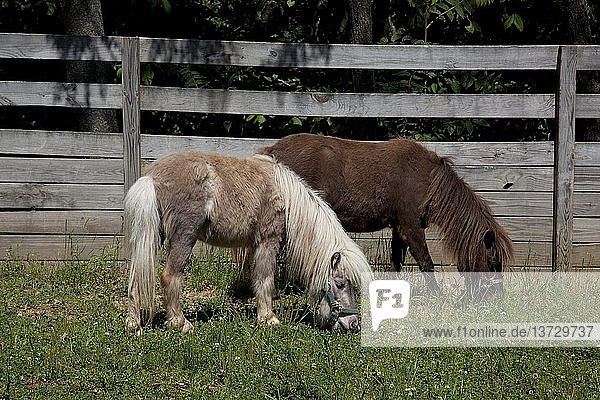 Ponies in Rural Alabama 2010