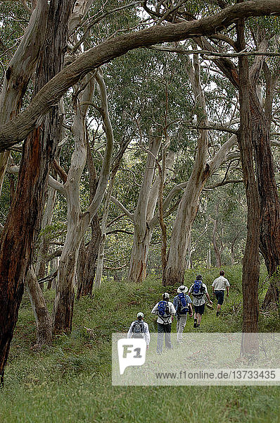 Wanderer  die durch Eukalyptuswälder und den Lebensraum der Koalas wandern  Cape Otway  Victoria  Australien