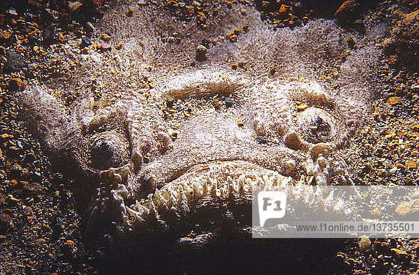 Sterngucker (Kathetostoma laeve)  teilweise freiliegender Kopf eines im Sand vergrabenen Exemplars  das geduldig auf Beute wartet. Edithburgh  Yorke Peninsula  Südaustralien