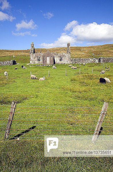 Verlassenes  verlassenes Bauernhaus mit weidenden Schafen  Dale of Walls  Mainland  Shetlandinseln  Schottland
