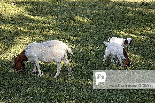Goats in Rural Alabama 2010