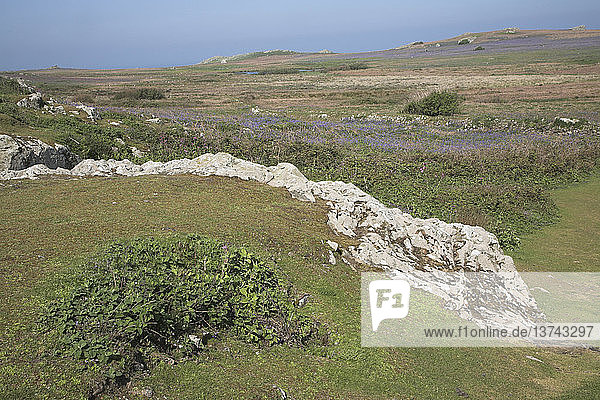 Insel Skomer  Pembrokeshire  Wales