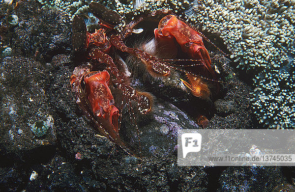 Fangschreckenkrebs (Lysiosquilla sp.)  der Steine aus seiner Höhle entfernt. Tulamben  Bali  Indonesien