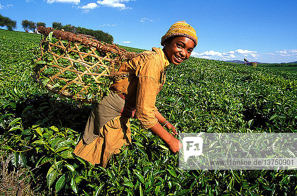 Teeernte auf dem Gut Sahambavy bei Fianarantsoa