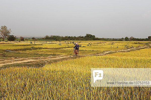 Kambodschanischer Bauer fährt mit dem Fahrrad durch Reisfelder  Kambodscha.