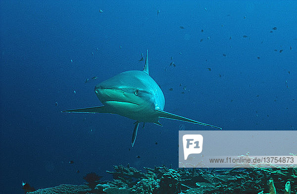 Silvertip shark North Queensland  Australia