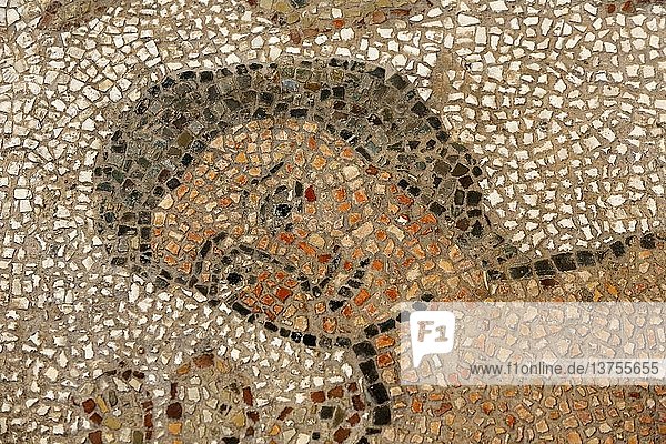 Mosaik im Mittelschiff des Doms von Otranto (Kathedrale).