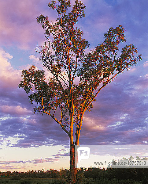 Moreton-Bay-Esche (Corymbia tessellaris)  ein halbentrindeter Eukalyptus  so genannt wegen seiner unteren  hartnäckigen  mosaikartigen (in kleine Quadrate gebrochenen) Rinde  die einen charakteristischen Strumpf bildet  Goonderoo Bush Heritage Reserve  nahe Emerald  Queensland  Australien