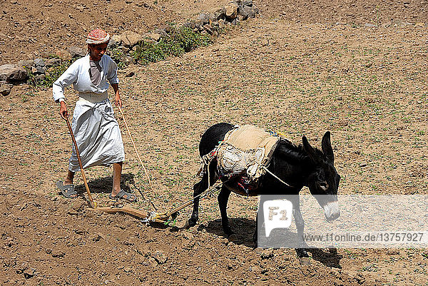 Yemenite farmer