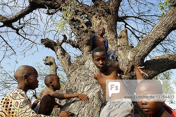 Jungen spielen in einem Baum  Lome  Togo.