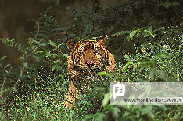 Sumatra-Tiger letzte Tiger-Unterart in Indonesien  noch lokal verbreitet  wo noch Lebensraum vorhanden ist  aber durch den Verlust von Lebensraum bei zunehmender menschlicher Besiedlung zahlenmäßig rückläufig  Sumatra  Indonesien
