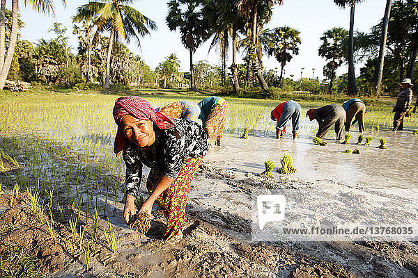 Farmers Planting Rice in Cambodia