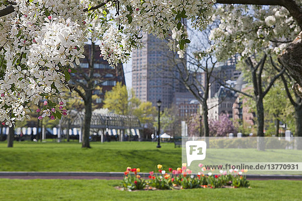 Flowers blooming on apple blossom tree  Christopher Columbus Waterfront Park  North End  Boston  Massachusetts  USA