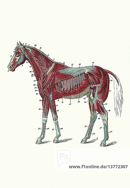 Äußere Muskeln und Sehnen des Pferdes 1900