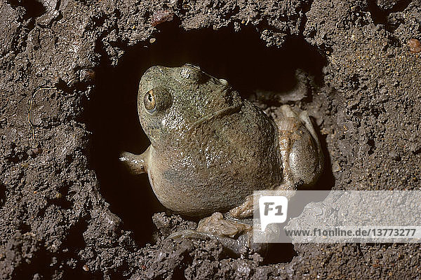 Wasser haltender Frosch  Cyclorana platycephala  der nach einem Regen aus einer unterirdischen Kammer auftaucht  Zentralaustralien