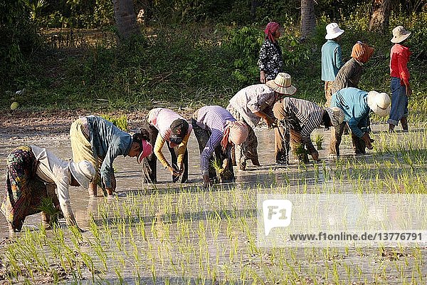 Landwirte pflanzen Reis in Kambodscha