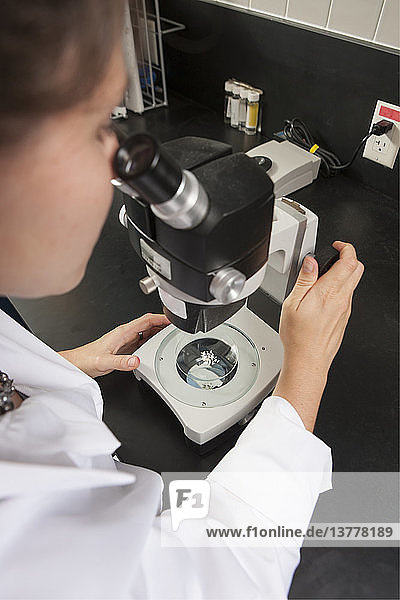 Laborwissenschaftler mit Mikroskop zur Untersuchung einer Bakterienkultur im Wasseraufbereitungslabor