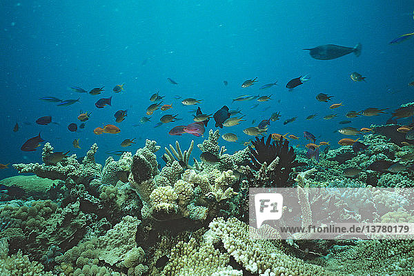 Korallengarten mit Riffbarschen  Hartkorallen und Federsternen Great Barrier Reef  Queensland  Australien