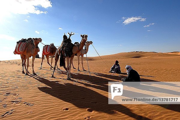 Tuaregs and dromedaries  Sebha  Lybia.